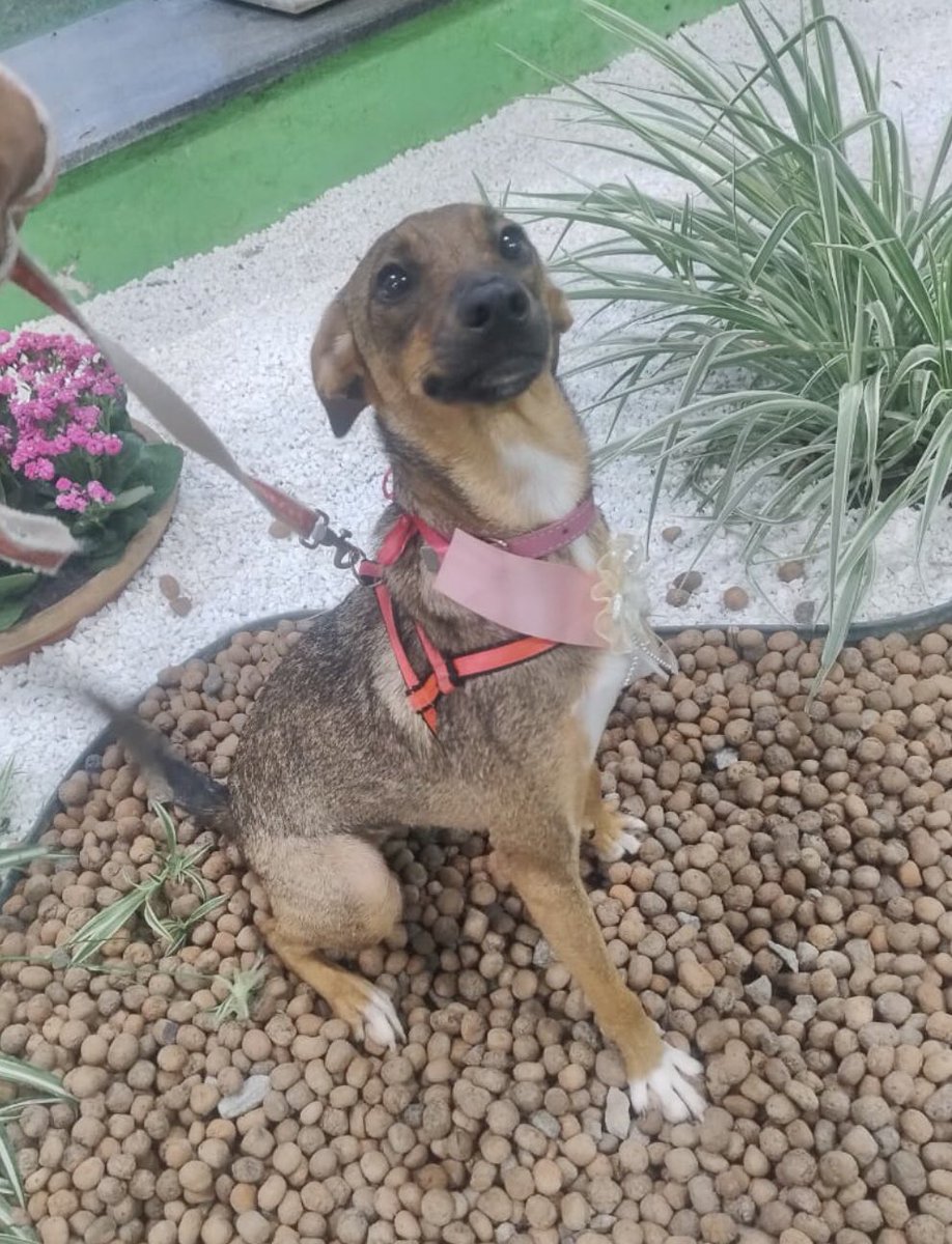 Compartilhe. Ajude.
Cachorra perdida. Fugiu na Av Itaquera, alt nº 5554. Foi adotada dia 29/03 e fugiu dia 31/03/26. 😢