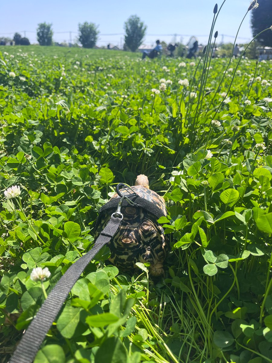 カメのおさんぽ💪