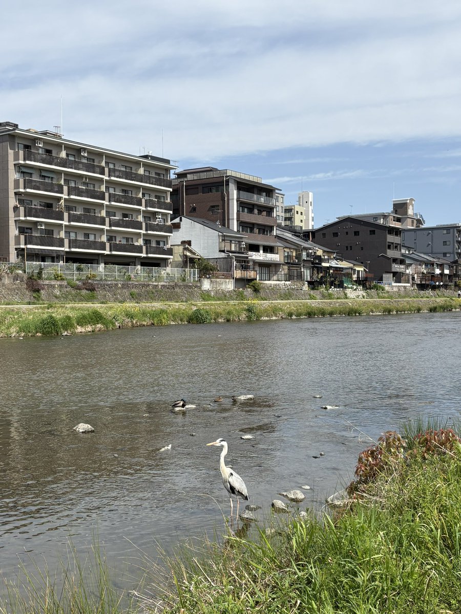鴨川ランして五香湯へ♨️
風呂上がりの陽気が大変心地よい