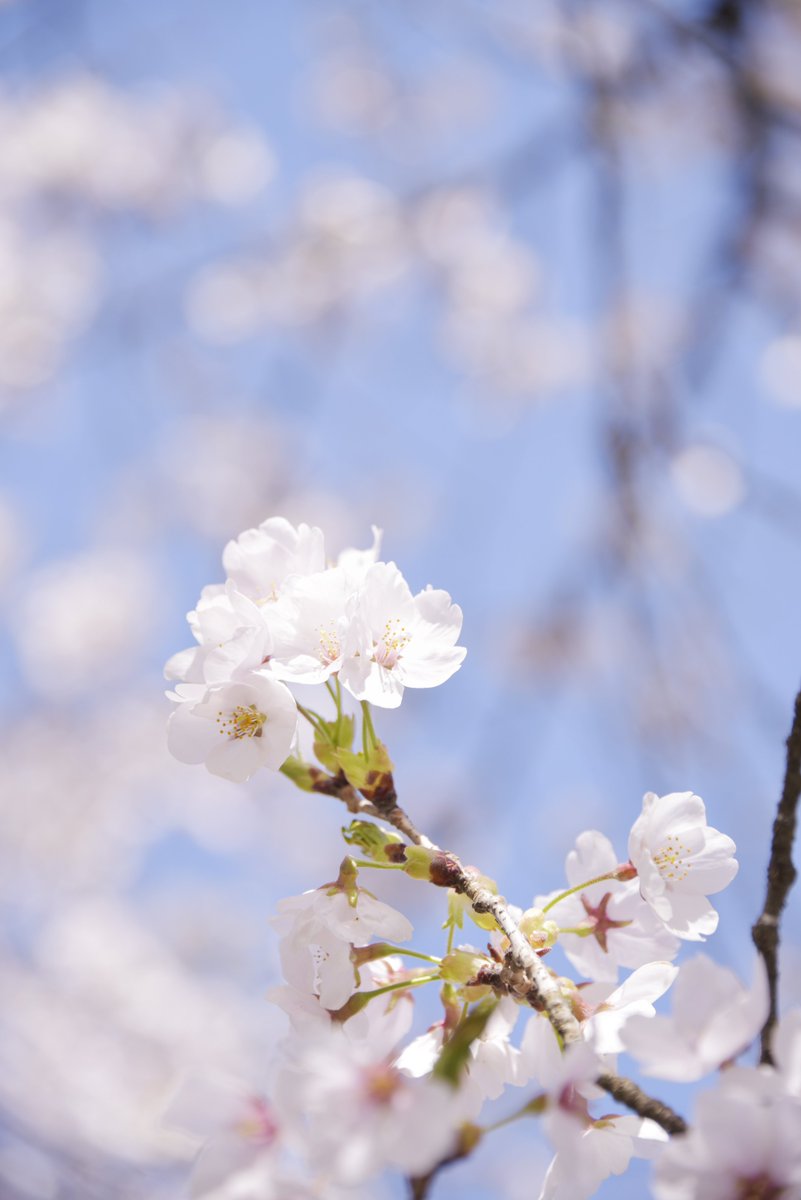 🏔まで桜狩りに
まだまだ綺麗だった🌸