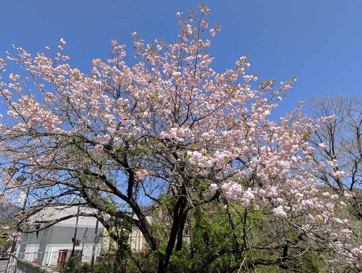 RM21552's tweet photo. 草木湖
#レヴォーグ #草木湖 #桜 https://t.co/uljFfdVynt