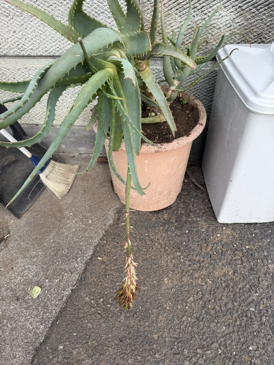 Afterdraw tweet media