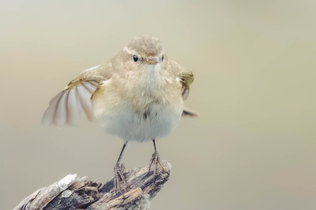 wildgirish's tweet photo. It was a bitterly cold January afternoon in Bharatpur Bird Sanctuary, Rajasthan. My hands felt like blocks of ice, and I kept rubbing them together, muttering, “Why do we do this to ourselves?” ❄️ #IndiAves #theme_pic_India

Deep down, though, I knew exactly why.

We hadn’t seen the sun for two days in Keoladeo National Park. Thick winter clouds had spread across the Rajasthan sky, turning the light soft and diffused. For wildlife and bird photography, this kind of natural light is a gift. The soft even tones bring out feather detail beautifully, especially in small birds.

I was sitting low in a boat, drifting quietly through one of the wetland canals of Bharatpur. The air was still. The winter silence felt almost sacred. Bird activity in the sanctuary was unusually slow, as if even the birds were hiding from the cold morning mist.

Just as I began to accept it might be a quiet day of birding in Bharatpur, a tiny voice broke the silence.

“Chiff-chaff… chiff-chaff!”

Clear and persistent, it sounded as though the little migratory warbler was calling out from the reeds, asking not to be missed.

I scanned the bare branches and soon found him. A restless common chiffchaff, darting from twig to twig with endless energy. So tiny, yet so full of life. Its olive-green plumage glowed softly in the flat winter light, perfect for detailed bird portraits.

I quickly raised my camera and set a fast shutter speed of 1/3200s to freeze the movement. That pushed my ISO to 6400, which naturally introduces grain in wildlife photography, especially in low light. But sharpness matters more in moments like this, and modern noise reduction in Lightroom makes these high ISO bird photos surprisingly usable.

And what a moment it became.

At one point, the little bird burst into a hilarious preening routine — wings stretched at odd angles, body twisted into the most awkward shape. I could not help smiling behind the camera. It looked like a tiny over-caffeinated gymnast performing on a branch.

It paid no attention to me and carried on with its cheerful chiff-chaffing, filling the cold Bharatpur wetlands with life.

I left Keoladeo that day with a handful of bird photographs I will always treasure. The tiny song of that chiffchaff still lingers in my memory whenever I think of winter birding in Rajasthan.

What I would rather forget is the bone-deep cold of that January boat ride in Bharatpur — the kind of cold that slips through your jacket, settles into your fingers, and stays with you long after the birding ends.