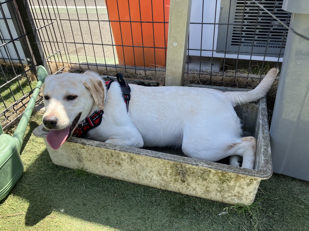 kuroiinugaimasu's tweet image. ドッグランデビューしました
今日は小型犬3匹と遊んでもらいました
るうは仲良く遊びました
そんなにしつこくはせず
吠えもせず
とってもお利口でした
めっちゃ楽しそうに駆け回ってました

疲れたら
水道の水受けに入って休憩😂
何度ダメと言っても🤣何度も
大笑いでした🤣

 #子犬