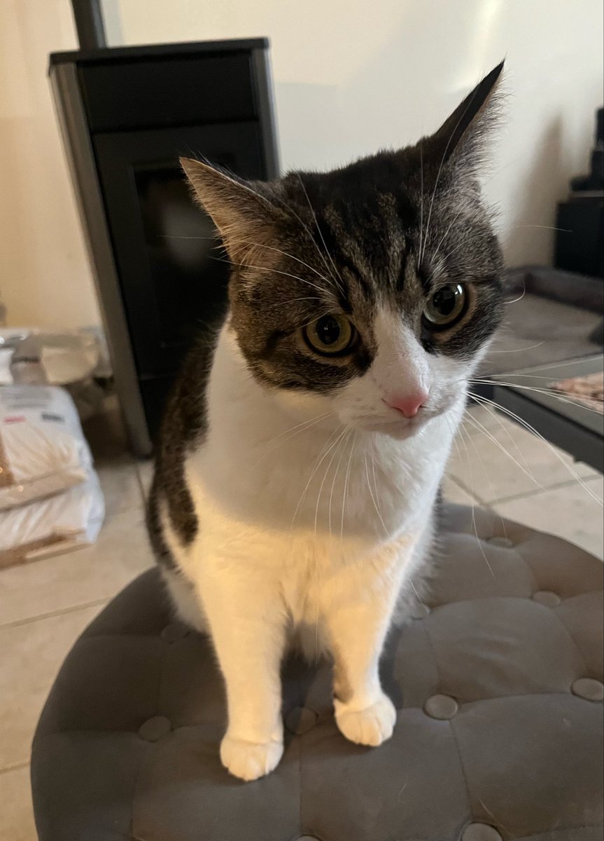 ixtab⋆ﾟ tweet media