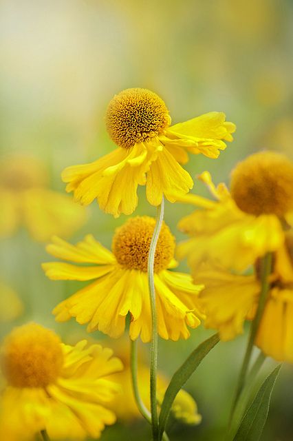 Diptish Ray tweet media