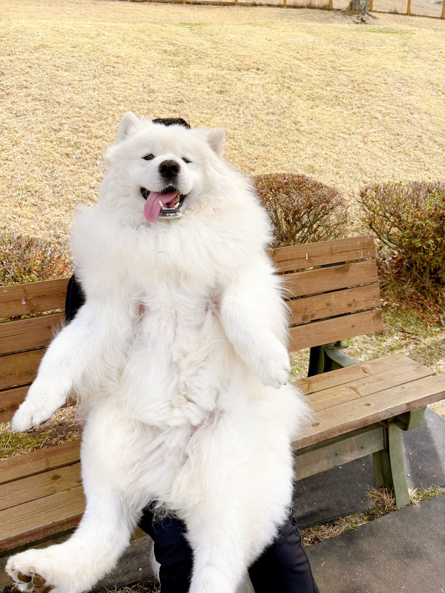 サモエドのサニー tweet media