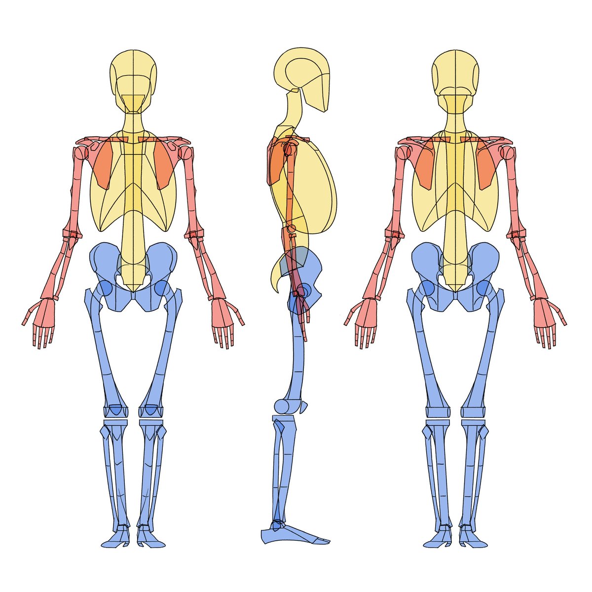伊豆の美術解剖学者 tweet media