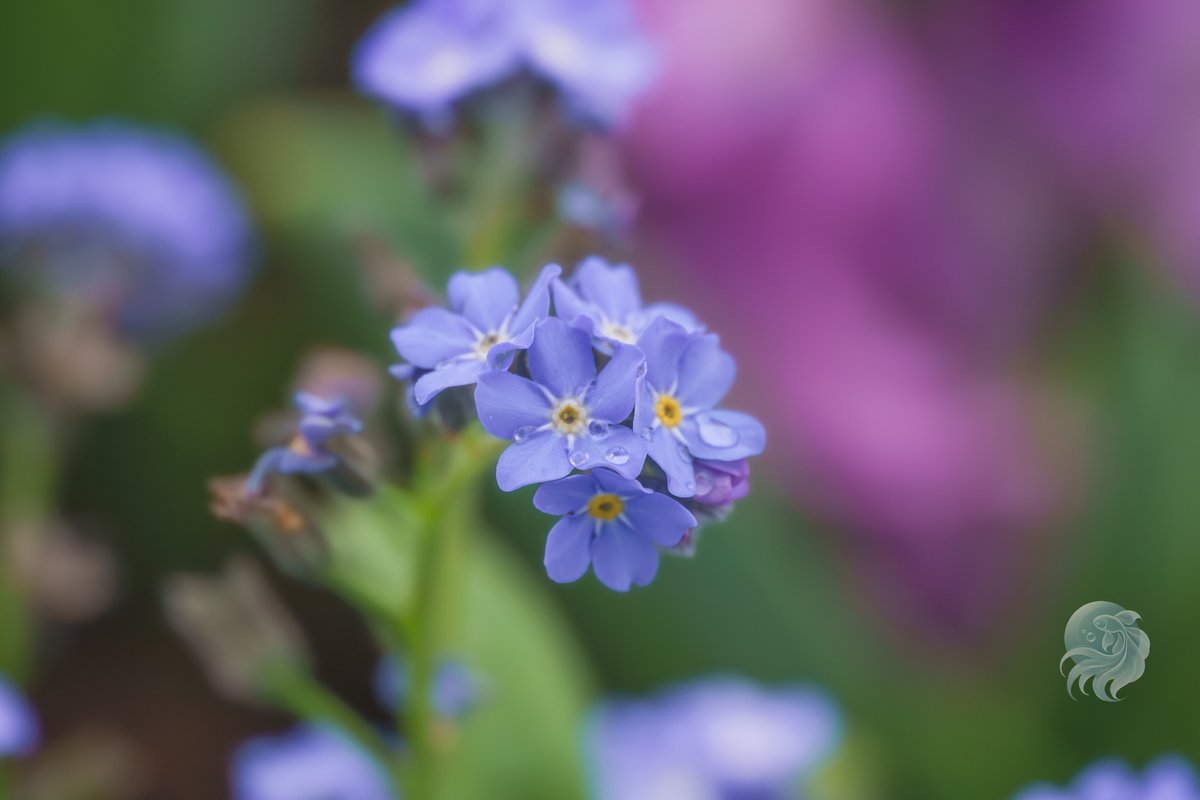 mhirota's tweet image. 雨上がりのワスレナグサは一層輝いて見えた。
The forget-me-nots looked even more radiant after the rain.

#写真が好きな人と繋がりたい
#photography
#macrophotography 
#flower
#forget-me-not