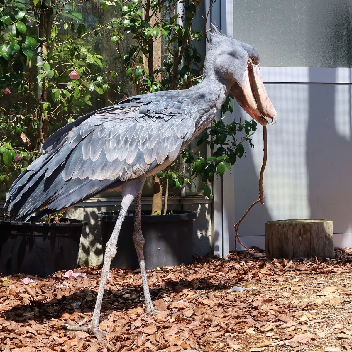 松江フォーゲルパーク tweet media