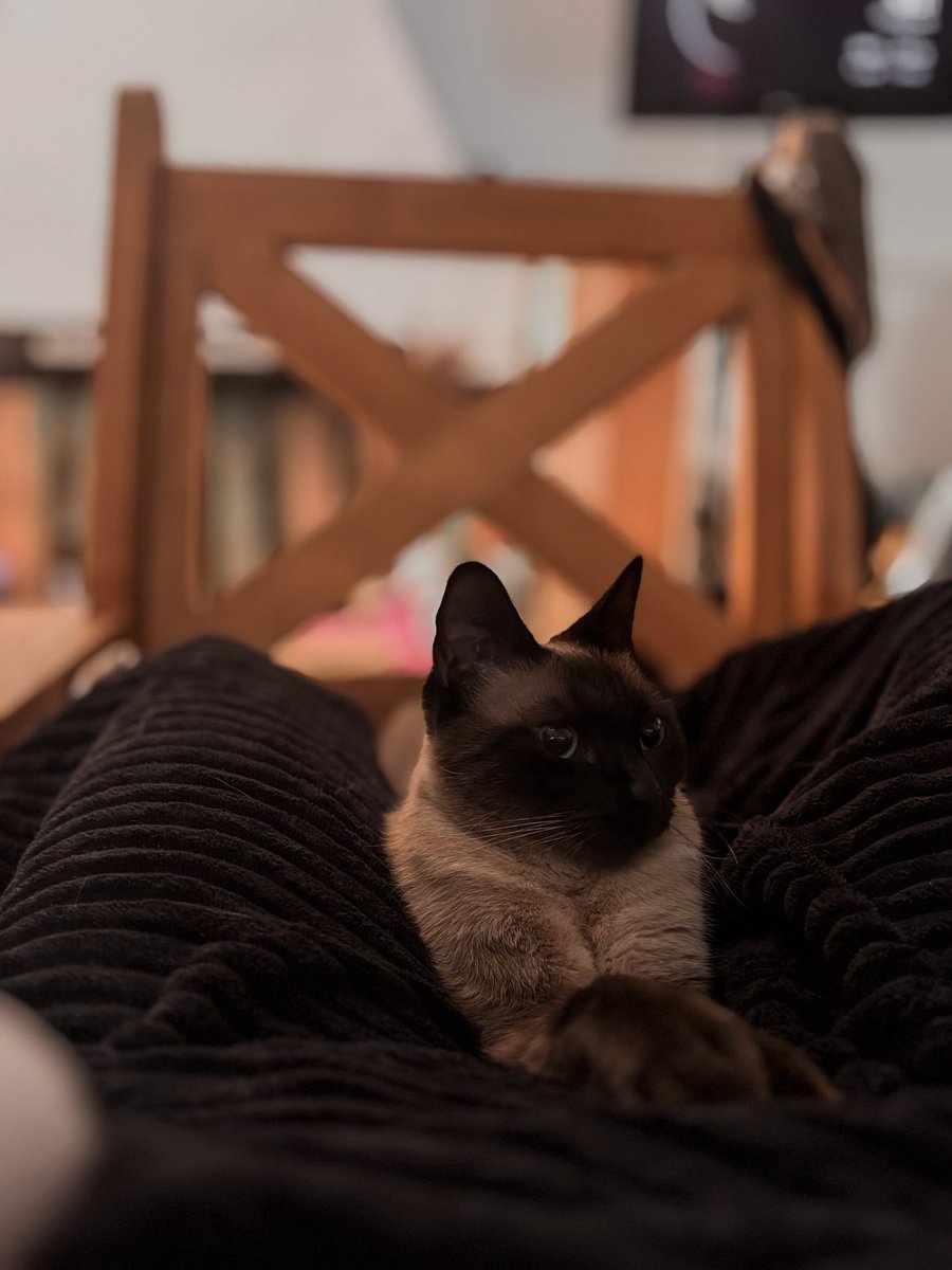 𑣲Venezia tweet media