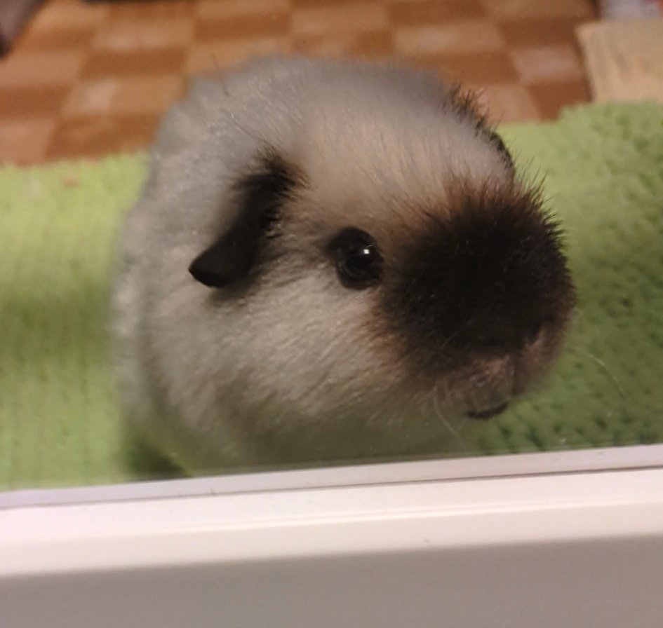 mmmooosus's tweet photo. モルモルは生後半年です。
最近、気まぐれでトイレを設置したら覚えました。基本覚えないものと思ってどこにされても掃除できるようにしてたけど、ありがたい https://t.co/UKpCRKhNlF