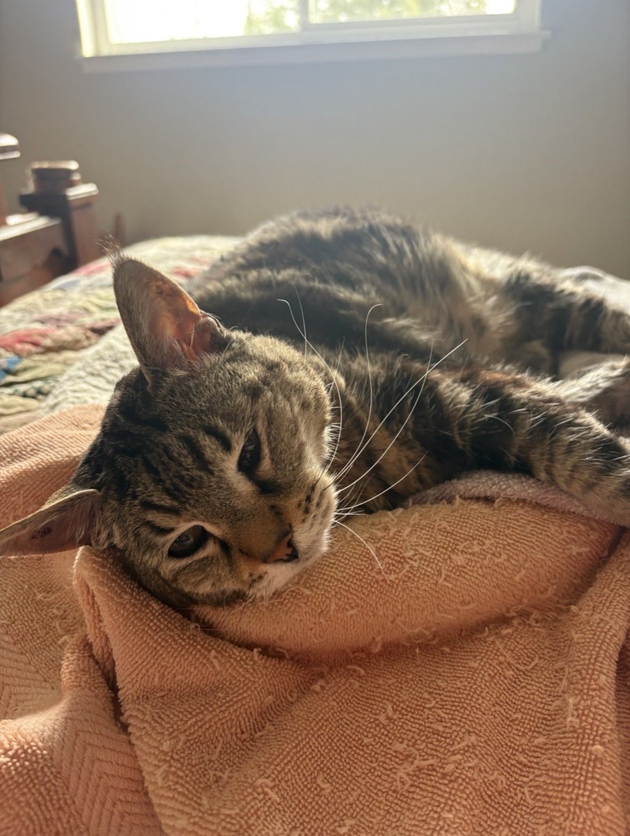 Fritz Koresh tweet media