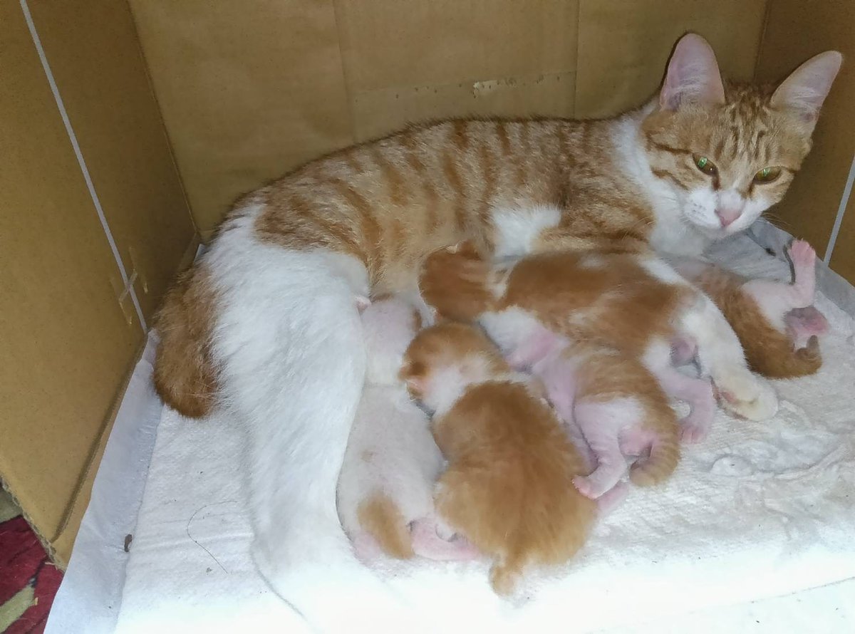 かおるサン tweet media