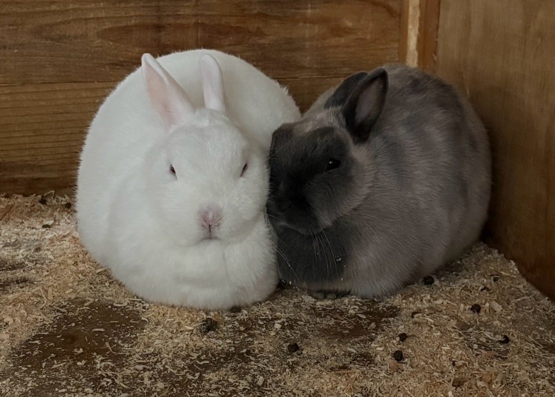 正面から見るとまん丸なお月様みたいなしらすちゃん🐰と寄り添うつみれちゃん🐰

＊牧歌の里　＊ウサギ