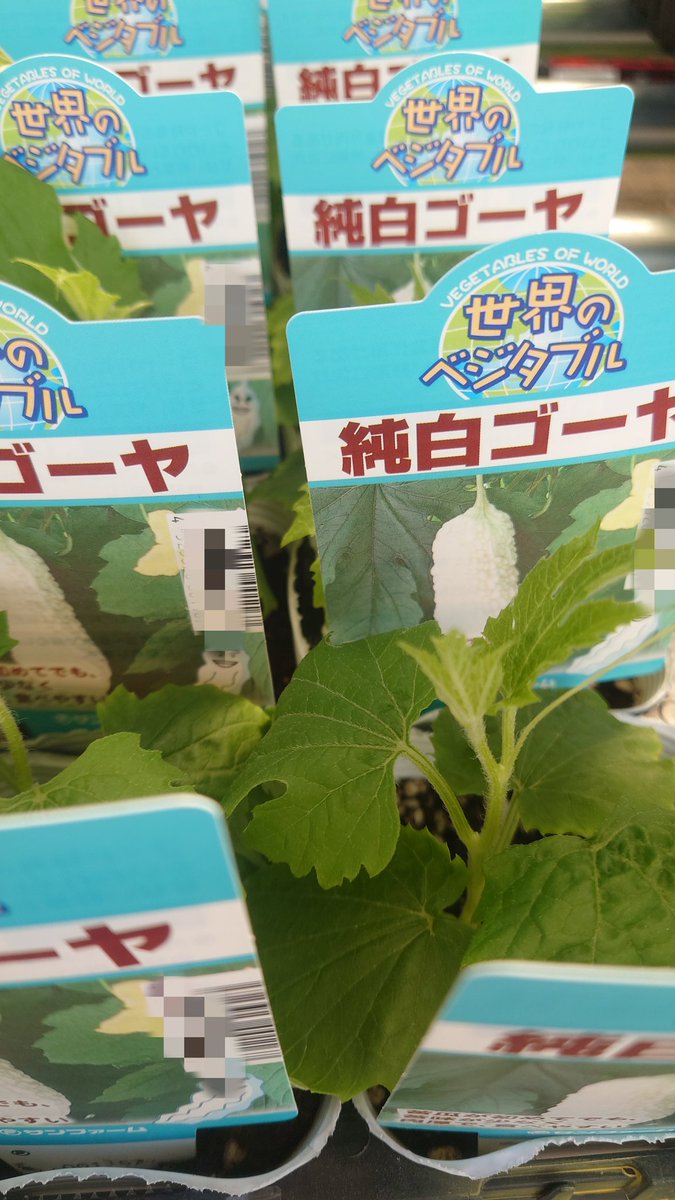 ゆうこりんᵦₜₛ♡ⱼₖ ₗₒᵥₑ tweet media