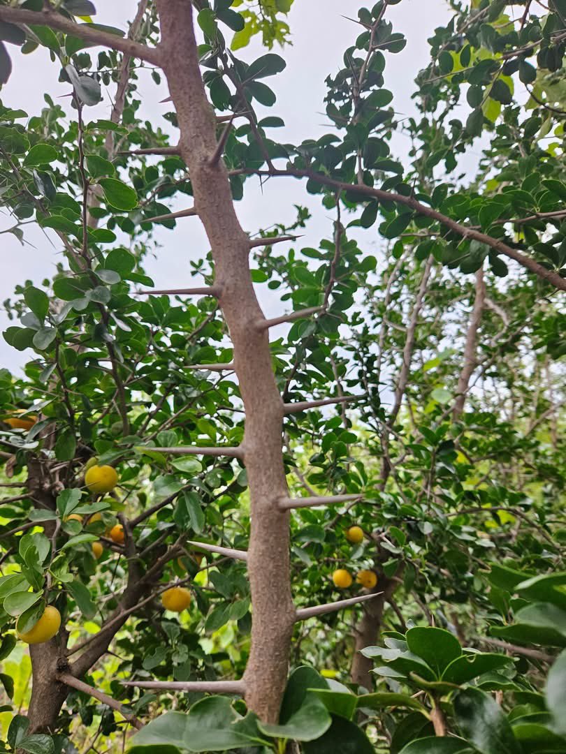 MUDHUMENI MUKURU tweet media