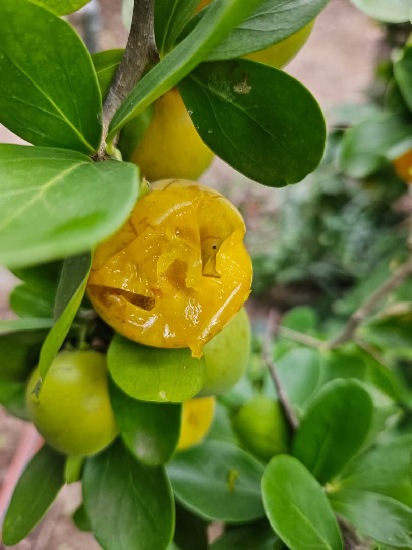 MUDHUMENI MUKURU tweet media