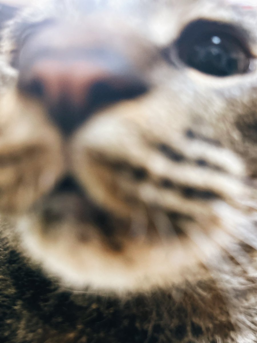 𝙇𝙊𝙉 tweet media