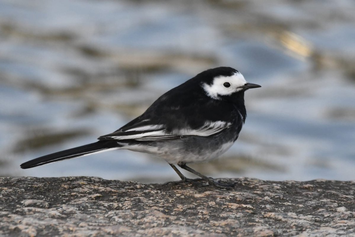 nealesmithworld's tweet image. Pied Wagtail 
Bude Cornwall 〓〓
#Bude #Cornwall 
#PiedWagtail