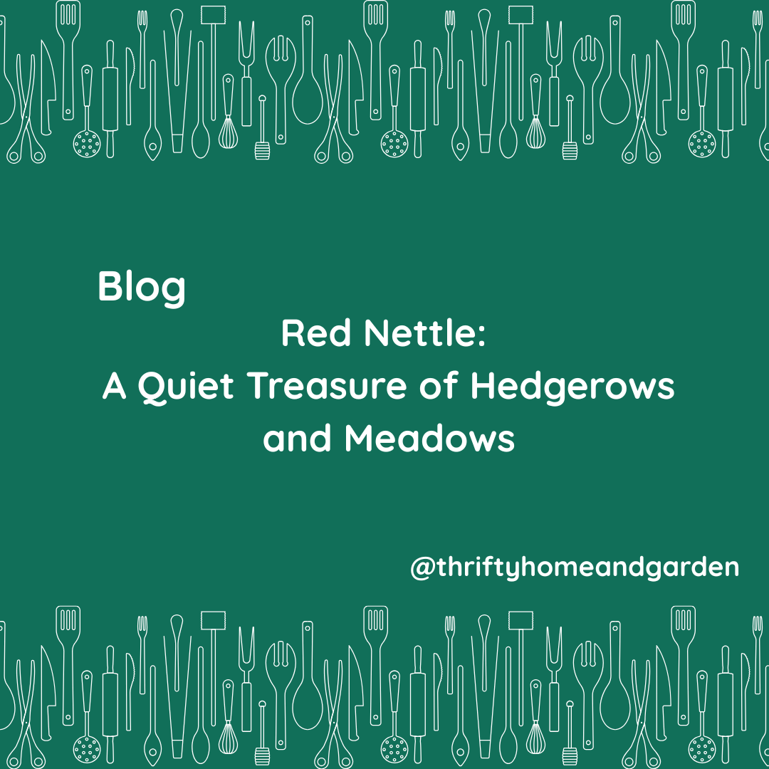 thriftyhomegrdn's tweet photo. 🌿 Red Nettle: A Quiet Treasure of Hedgerows and Meadows
🔗 Read more:
https://t.co/iZgxq4MFX2

#BritishCountryside #HedgerowStories #WildPlantsUK #ForagingBritain #SeasonalLiving #CountrysideWalks #WildEdiblesUK #NatureNotes #ForagingLife  #ThriftyLiving #GardenAndForage https://t.co/rDQZwViLge