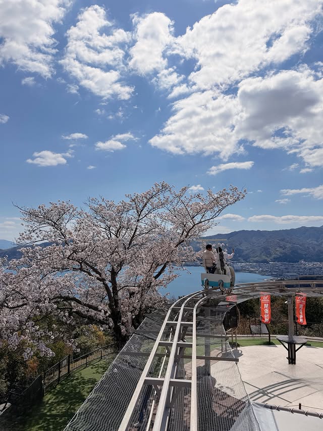 HkSpinge's tweet photo. So beautiful, I want to go to Japan to see the cherry blossoms! https://t.co/w3dKRx6PEV