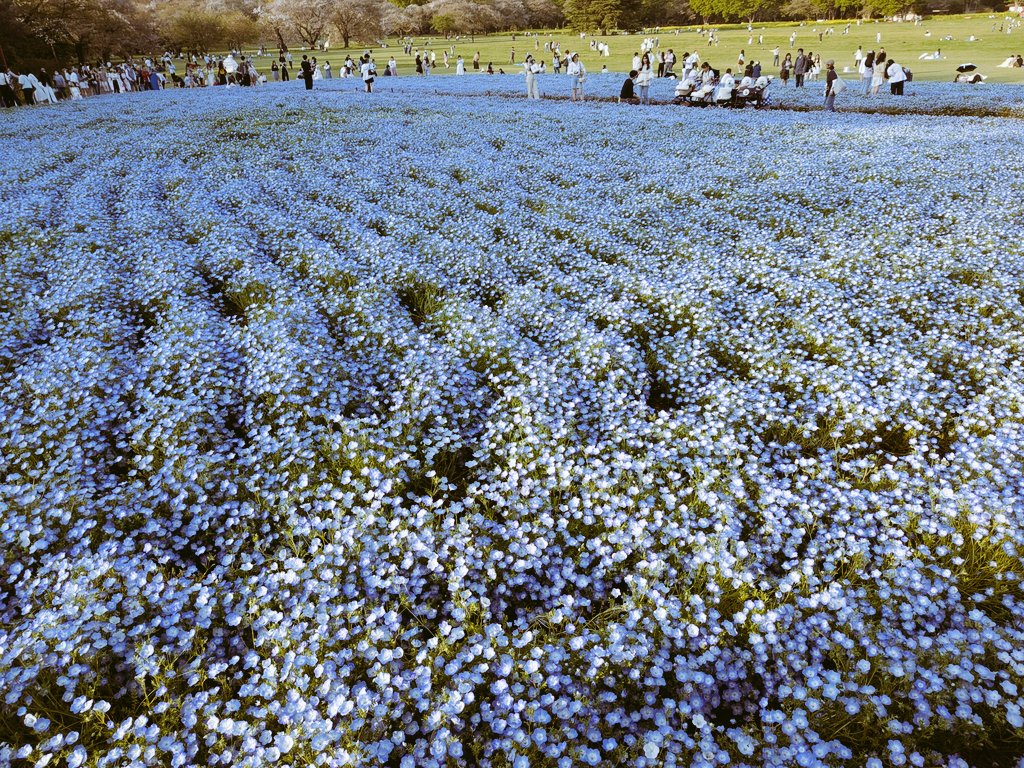 もかのもの tweet media