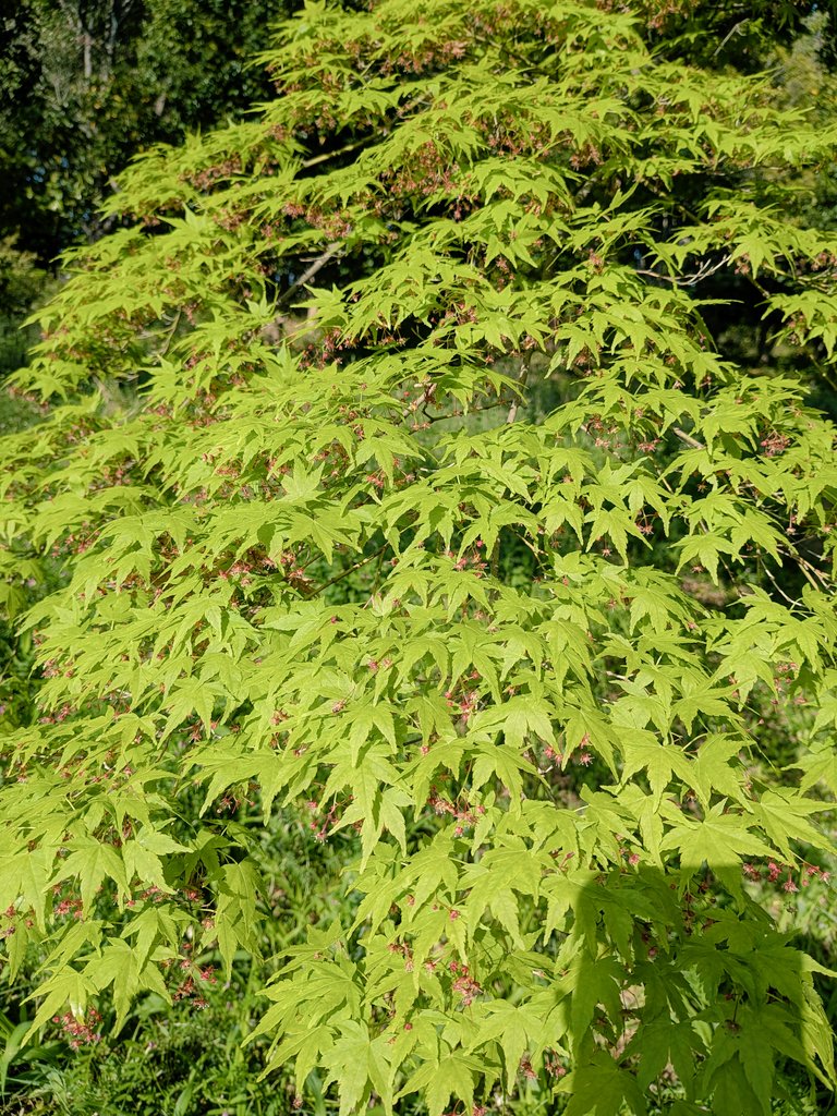 もかのもの tweet media