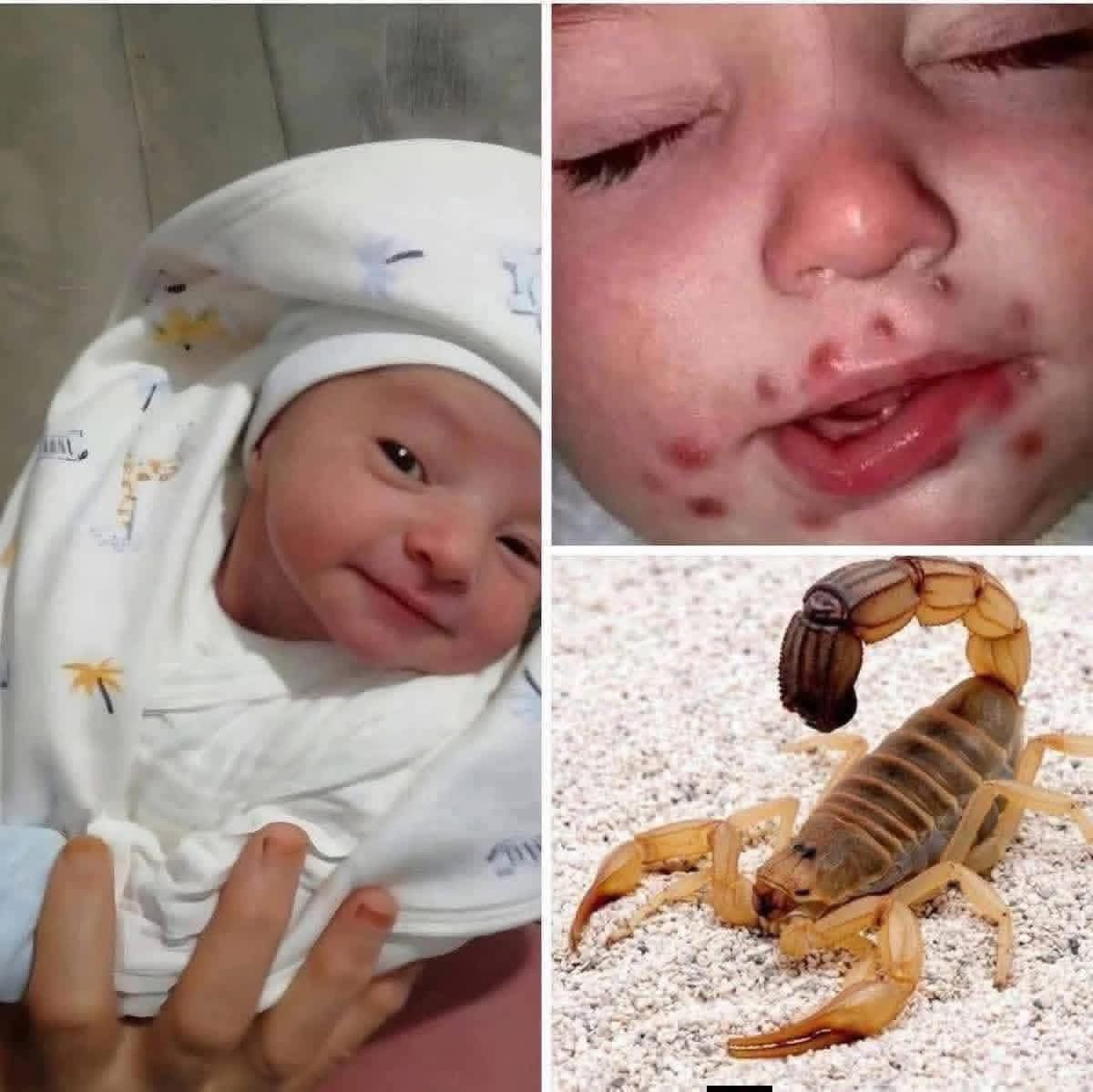 Dr.SAEB_FROM_GAZA tweet media