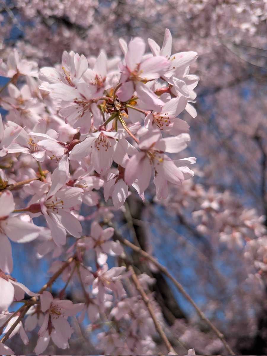 0hm6's tweet photo. 桜満開ラン🌸　ピークは少し過ぎたけど、枝垂れ桜は最強でした🕺
どうでもいいけど線路好きです🛤️ https://t.co/Js6ONPb8OZ