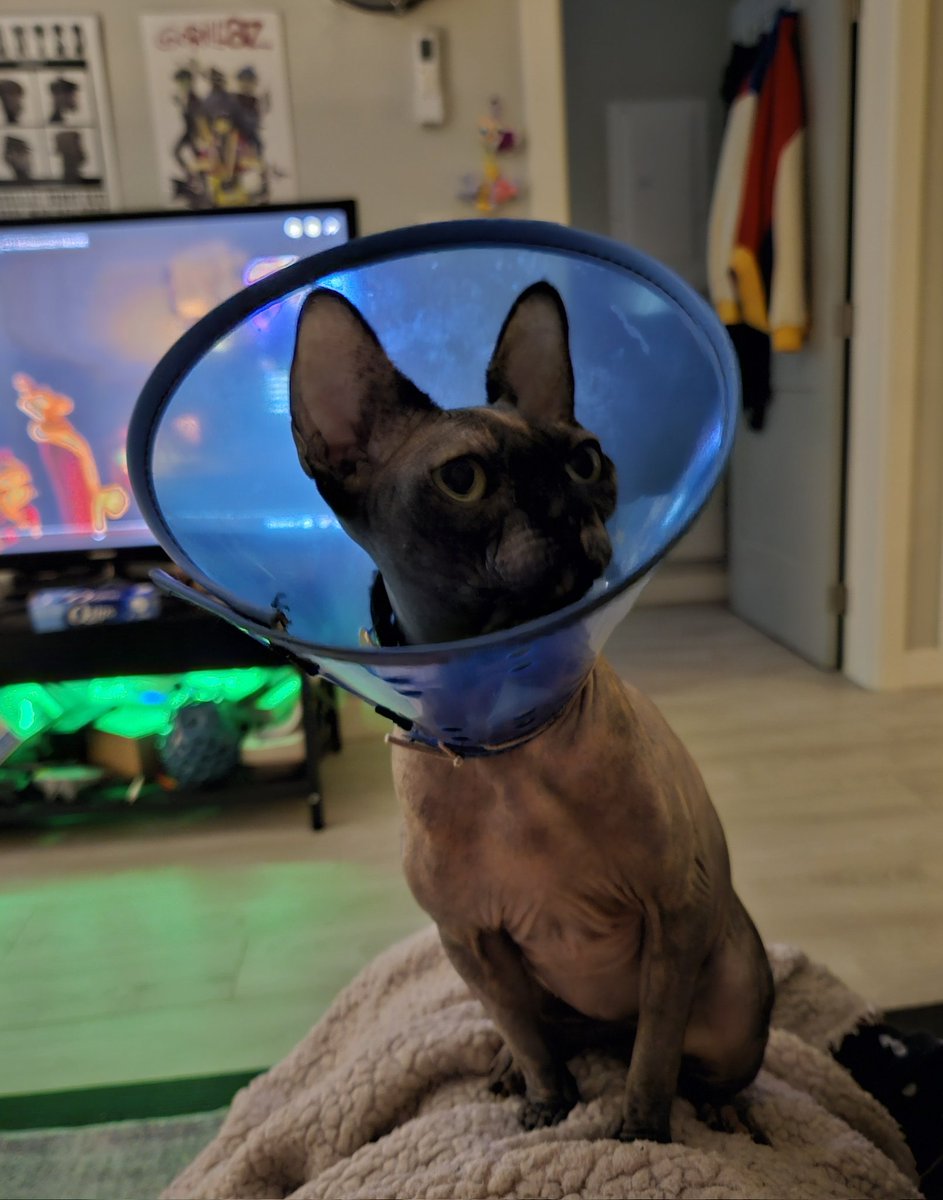 Ankh es pequeña, muy bonita. 😭

La amo.