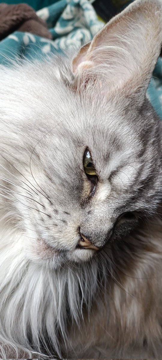 Сегодня утром меня окружили и не выпускали из кровати.
Блюдут выходной!