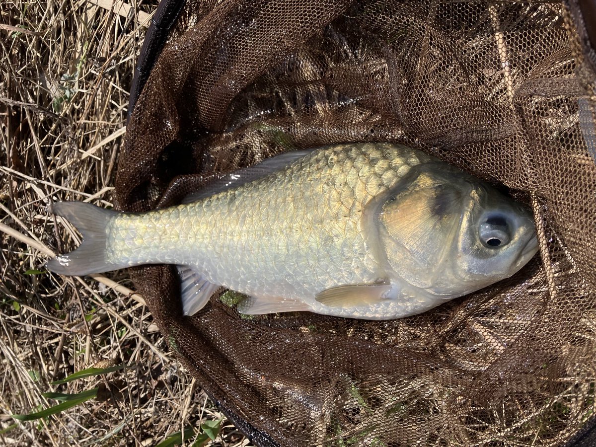 saurus_next tweet media