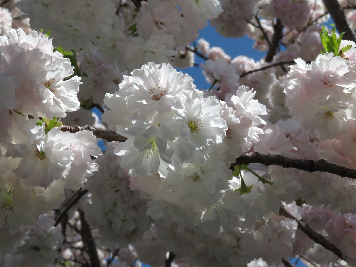 haru2913's tweet photo. 造幣局さいたま支局　桜のさんぽ道。
八重桜が綺麗でした🥰 https://t.co/59IdJYXVRg