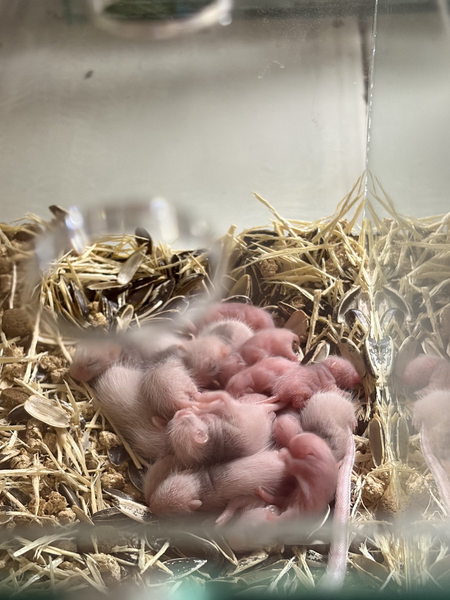 きょね tweet media