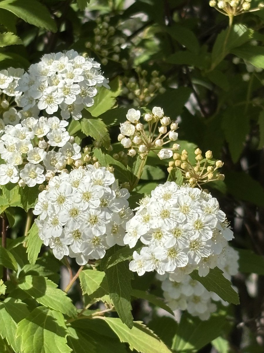 緋月れん.°ʚ🎀ɞ°. tweet media