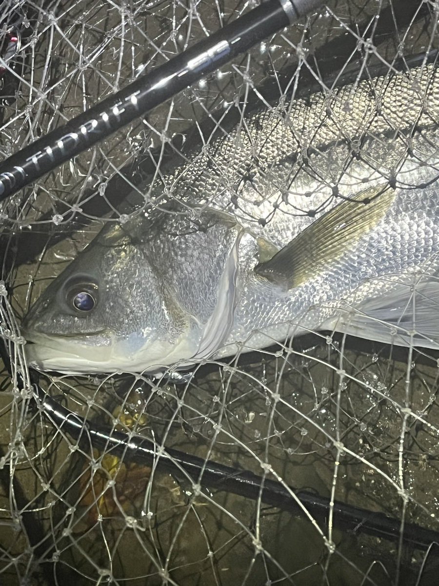 メジャークラフト株式会社 tweet media