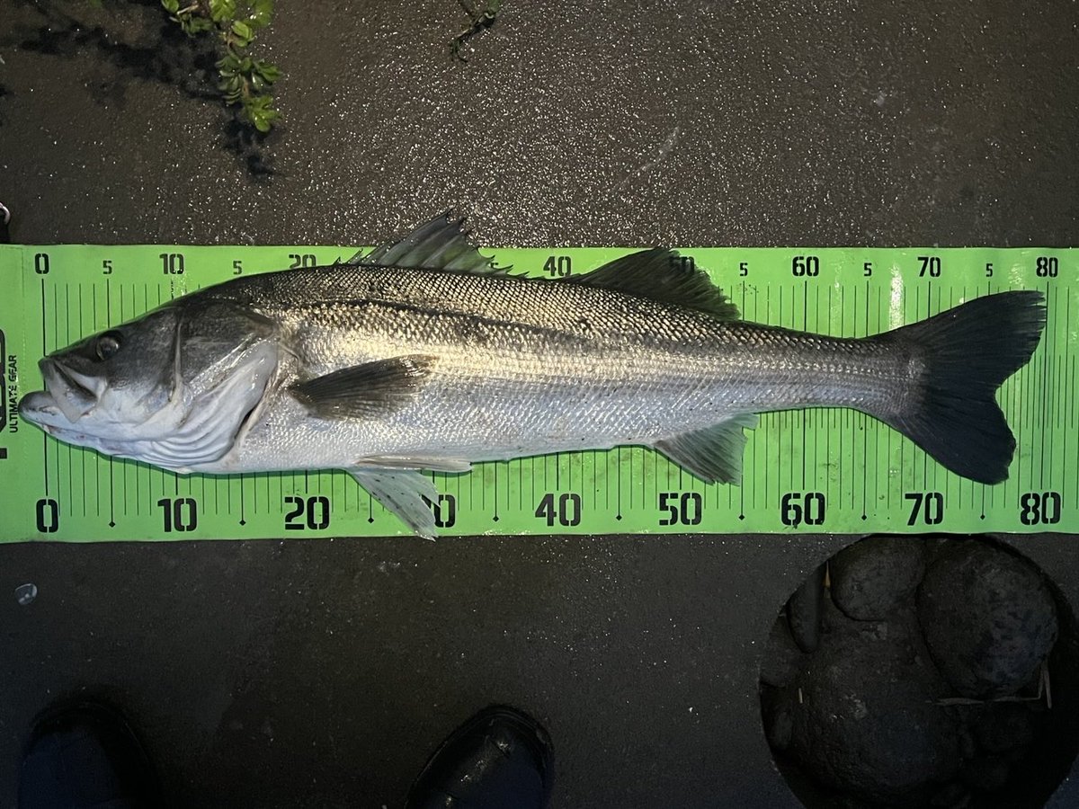 メジャークラフト株式会社 tweet media