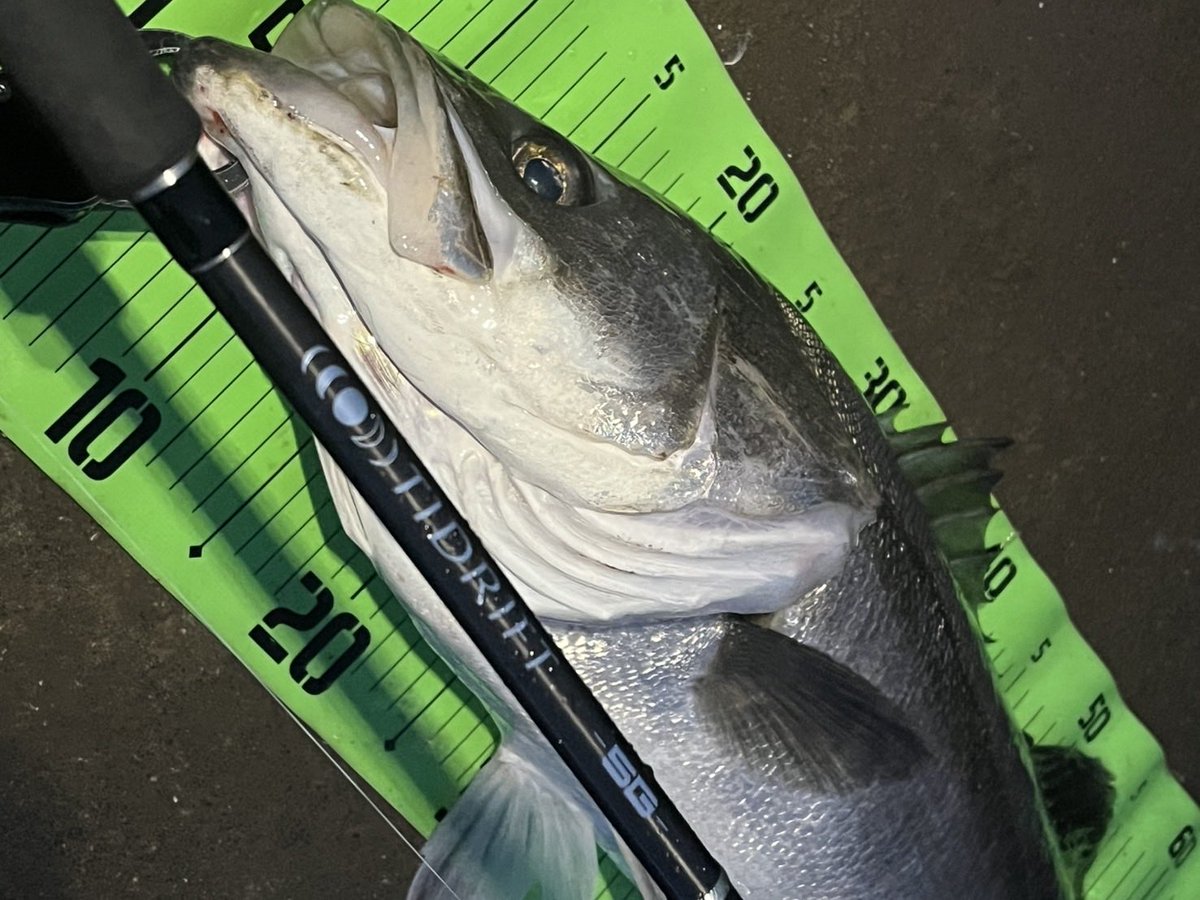 メジャークラフト株式会社 tweet media