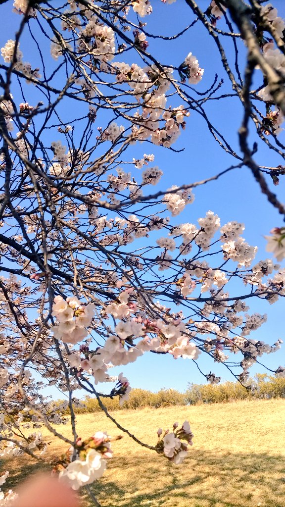yukabey's tweet photo. おとといまでは満開だったんだけどな🌸
今日は、まさに落下盛ん🌸花吹雪 https://t.co/fcvBGWpXf8