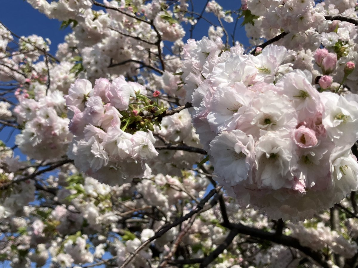 はっち tweet media