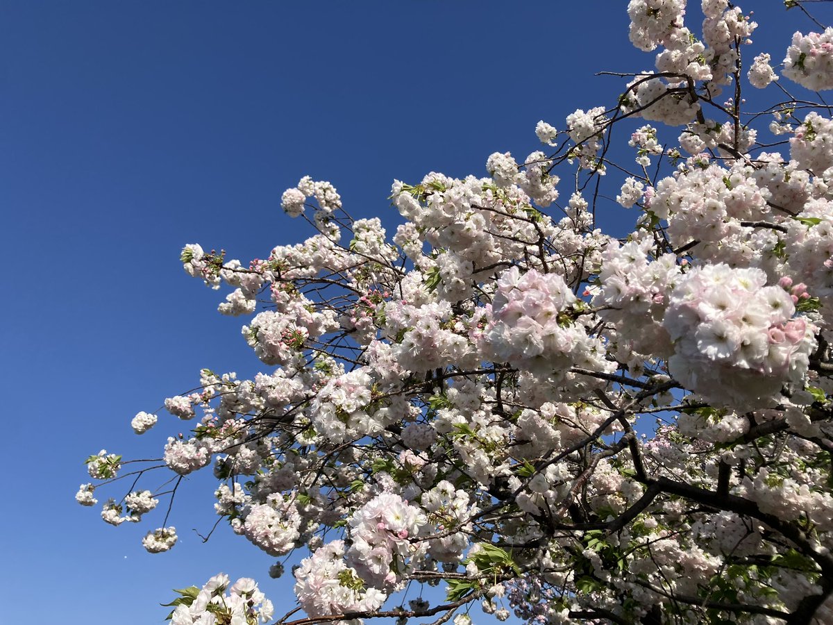 はっち tweet media