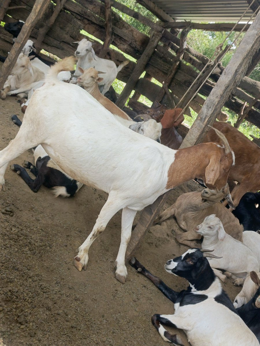 Mpamize the bullman🐂 tweet media