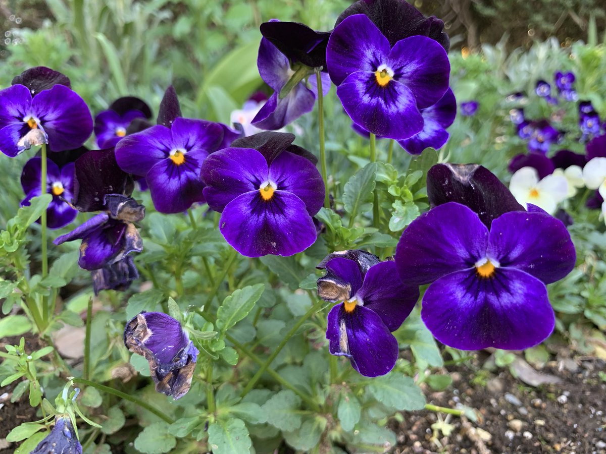 たつお tweet media