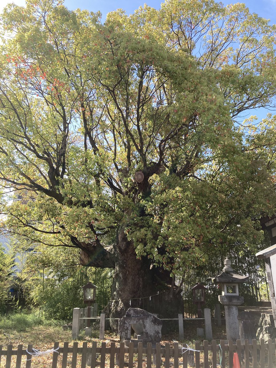 M's Junction(エムジャン) tweet media