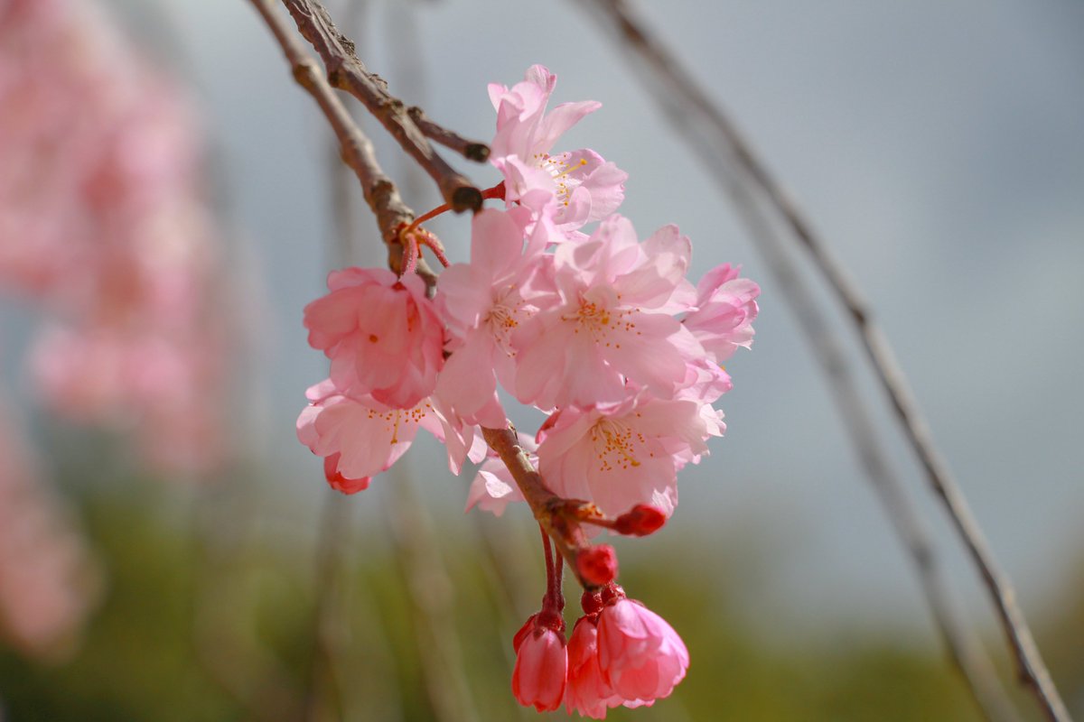 柚子塩子 tweet media