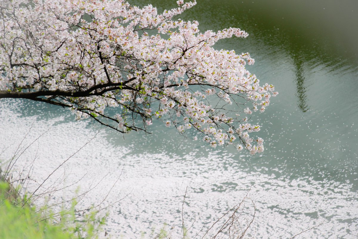 柚子塩子 tweet media