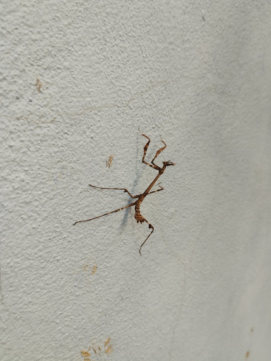 Roberto Baila (Also on #Bluesky) tweet media