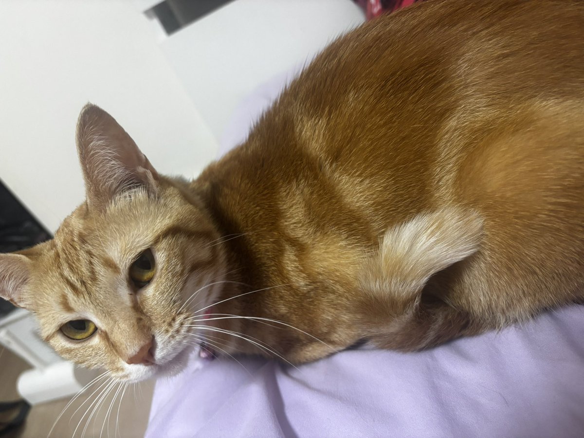 BU56SEKAI's tweet photo. 人懐っこい 茶トラです。

うに ♀ (推定一歳半) 元野良猫

2026/4/11 夜分バルコニーから脱走。

わかりにくいですが
茶色と白のギンガムチェックの
鈴付きの首輪をしています。

#探してます #島之内 #迷い猫 
#保護猫 #拡散希望 #大阪市中央区 https://t.co/TfSLEQlFne