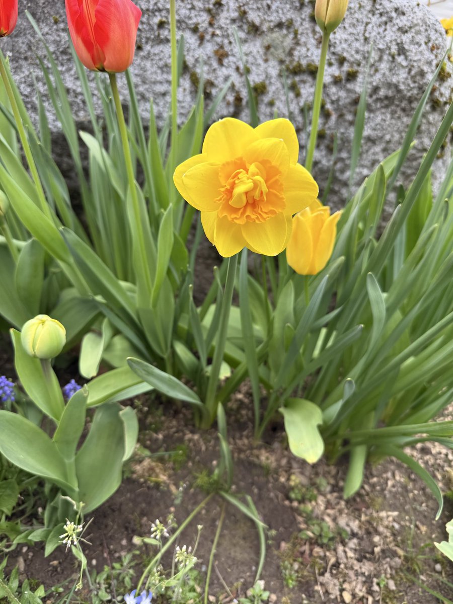 naonomori tweet media